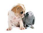 parrot and puppy in front of white background