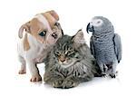 parrot, puppy and cat in front of white background