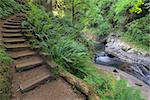 Wood Stair Steps in Sweet Creek Falls Trail Complex with Lush Greenery in Mapleton Oregon during Spring Season