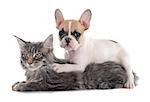 puppy french bulldog and maine coon cat in front of white background