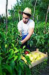 Young man harvesting bell pepper in vegetable garden