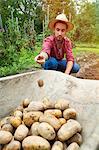 Young man harvesting potatoes in vegetable garden