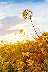 Colza plants in bloom with back light, Tuscany, Italy