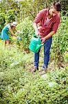 Young man watering watermelons in vegetable garden