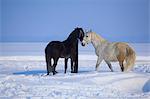 Two horses in the snow, Baranja, Croatia