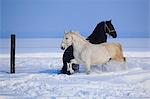 Two horses in the snow, Baranja, Croatia