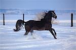 Two horses running through snow, Baranja, Croatia