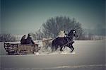 Horse-drawn carriage in the snow, Baranja, Croatia