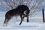 Horse jumping in snow, Baranja, Croatia