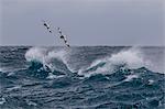 Adult cape petrels (Daption capense) in rough seas in English Strait, South Shetland Islands, Antarctica, Polar Regions