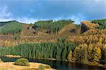 Conifers and larch trees in coniferous forest plantation for timber production in Brecon Beacons mountain range, Powys, Wales, United Kingdom, Europe