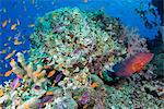 Colourful reef fish (Orange and purple anthias sp.) plus Leopard Coral grouper (Plectropomus leopardus) with hard and soft corals on reef, Queensland, Australia, Pacific