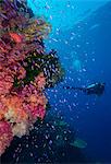 Colourful reef fish (Orange and purple anthias sp.) plus with hard and soft corals on reef wall, Queensland, Australia, Pacific