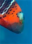 Red-banded Wrasse (Cheilinus fasciatus), Cairns, Queensland, Australia, Pacific