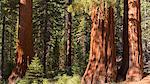 Giant Sequoia (Sequoiadendron giganteum) trees in Mariposa Grove, Yosemite National Park, UNESCO World Heritage Site, California, United States of America, North America