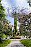 The Supertrees in the Garden By The Bay in Singapore, Southeast Asia, Asia