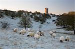 Broadway Tower and sheep in morning frost, Broadway, Cotswolds, Worcestershire, England, United Kingdom, Europe