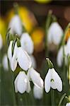 Snowdrops, Cotswolds, Gloucestershire, England, United Kingdom, Europe