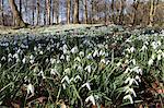 Snowdrops in woodland, near Stow-on-the-Wold, Cotswolds, Gloucestershire, England, United Kingdom, Europe