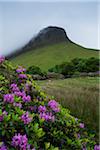 Benbulbin with mist, Dartry Mountains, County Sligo, Republic of Ireland