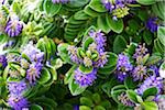 Close-up of flowering plant, Aran Islands, Republic of Ireland