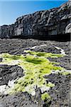 Coastal cliffs with moss growing on rocky shoreline, Aran Islands, Republic of Ireland