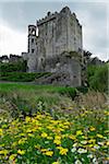 Yellow daisys in field with Blarney Castle, County Cork, Republic of Ireland