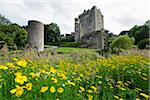 Yellow daisys in field with Blarney Castle, County Cork, Republic of Ireland