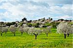 Blooming Almond Trees, Majorca, Balearic Islands, Spain