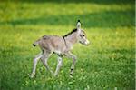 Portrait of 8 hour old Donkey (Equus africanus asinus) Foal on Meadow in Summer, Upper Palatinate, Bavaria, Germany