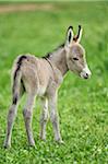 Portrait of 8 Hour Old Donkey (Equus africanus asinus) Foal on Meadow in Summer, Upper Palatinate, Bavaria, Germany