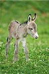 Portrait of 8 Hour Old Donkey (Equus africanus asinus) Foal on Meadow in Summer, Upper Palatinate, Bavaria, Germany