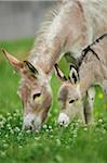 Close-up of Mother Donkey (Equus africanus asinus) with 8 Hour Old Foal on Meadow in Summer, Upper Palatinate, Bavaria, Germany