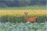 Western Roe Buck (Capreolus capreolus) in Summer, Hesse, Germany