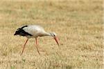 White Stork (Ciconia ciconia), Hesse, Germany