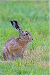 European Brown Hare (Lepus europaeus) in Summer, Hesse, Germany