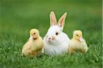 Muscovy Ducklings (Cairina moschata) and Domestic Rabbit on Meadow in Spring, Upper Palatinate, Bavaria, Germany