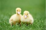 Muscovy Ducklings (Cairina moschata) on Meadow in Spring, Upper Palatinate, Bavaria, Germany