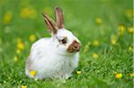 Domestic Rabbit Sitting in Meadow in Spring, Upper Palatinate, Bavaria, Germany