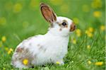 Domestic Rabbit on Meadow in Spring, Upper Palatinate, Bavaria, Germany