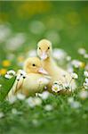 Muscovy Ducklings (Cairina moschata) on Meadow in Spring, Upper Palatinate, Bavaria, Germany