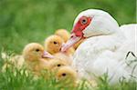 Mother Muscovy Duck (Cairina moschata) with Ducklings on Meadow in Spring, Upper Palatinate, Bavaria, Germany