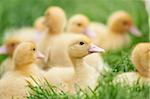 Group of Muscovy Ducklings (Cairina moschata) on Meadow in Spring, Upper Palatinate, Bavaria, Germany