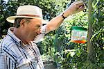 Senior man examining snail trap, Bournemouth, County Dorset, UK, Europe