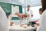 Students with anatomical model in classroom