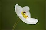 Close-up of a blow fly (Chrysomya megacephala) on a snowdrop anemone (Anemone sylvestris) blossom in early summer, Upper Palatinate, Bavaria, Germany