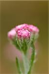 Close-up of Mountain Everlasting (Antennaria dioica) blossoms in early summer, Upper Palatinate, Bavaria, Germany