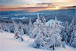 snowy spruce forest amid the Carpathians