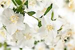 Close up shot of white jasmine flowers.
