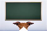 jack russell dog in front of blackboard, learning at school and training